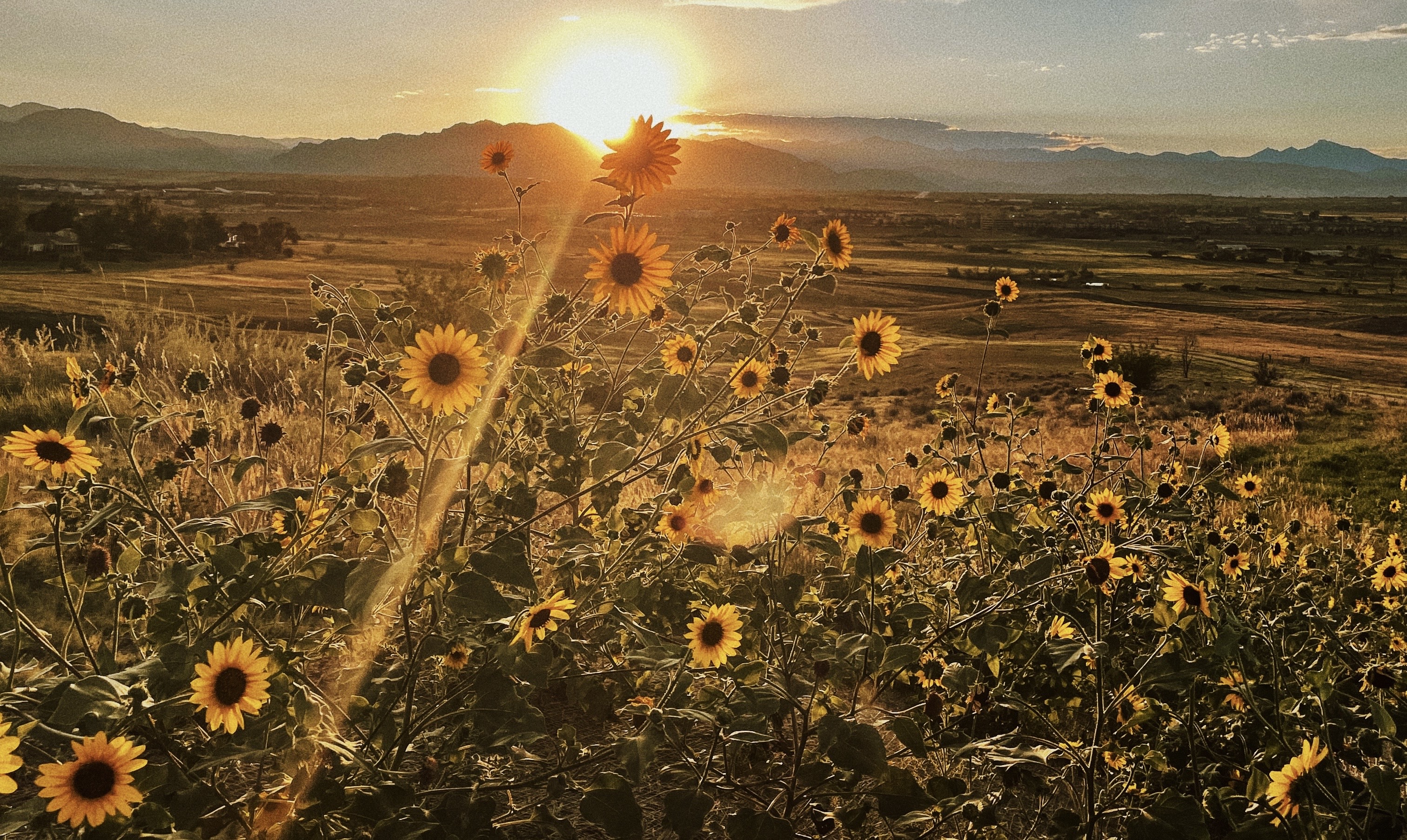 Support Adrenal Fatigue with this Delicious Drink